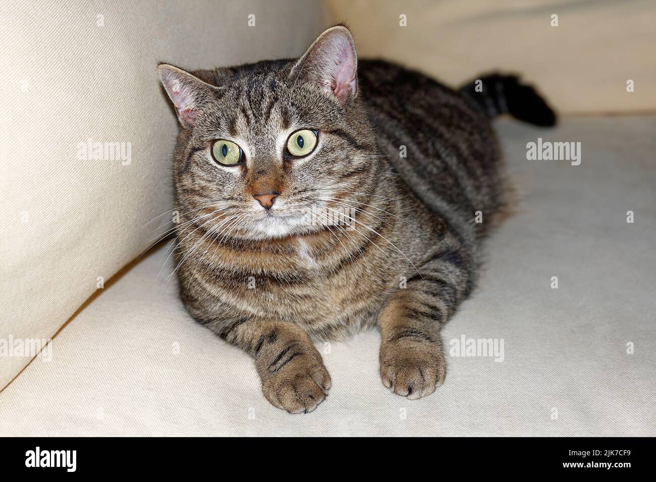 gato gris tabby, retrato, primer plano, patas delanteras, ojos verdes claros, Felino, mascota, animal, PR Foto de stock
