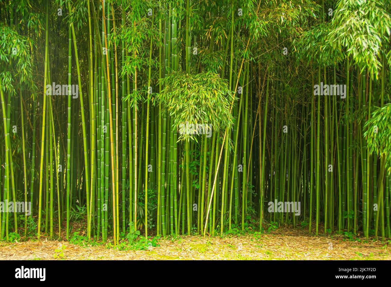 Hermosos matorrales de bambú en el parque, fondo de textura natural Foto de stock