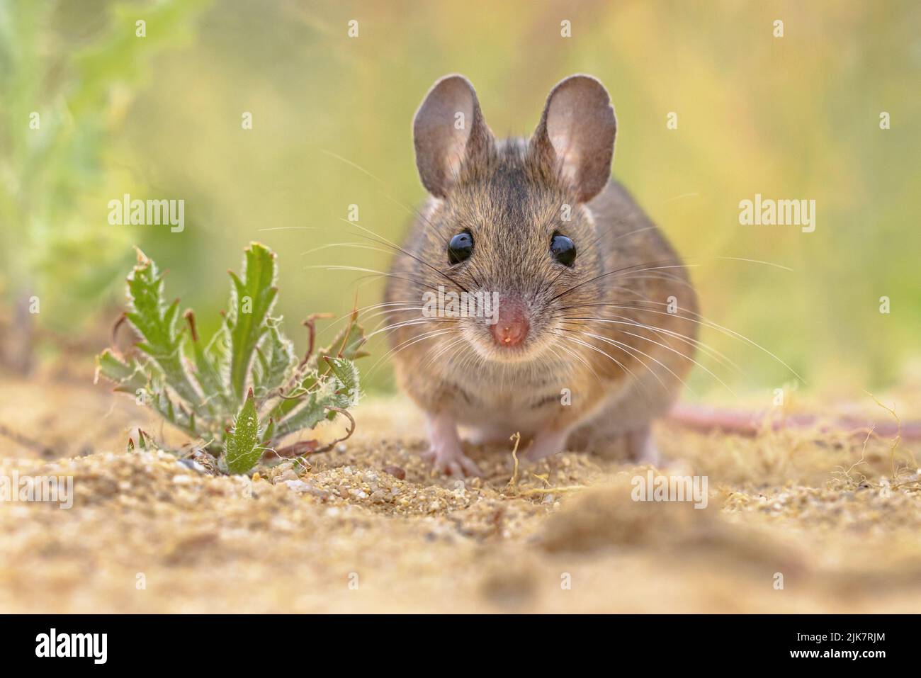 El ratón de madera (Apodemus sylvaticus) roedor en el ambiente natural del musgo verde con las hierbas en arena. Vida silvestre Escena de la Naturaleza en Europa. Foto de stock
