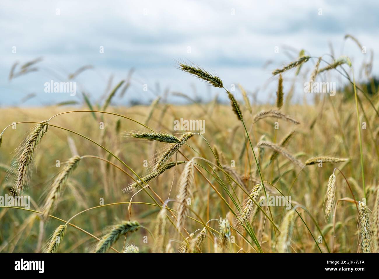 Madurando las orejas de trigo en un campo Foto de stock