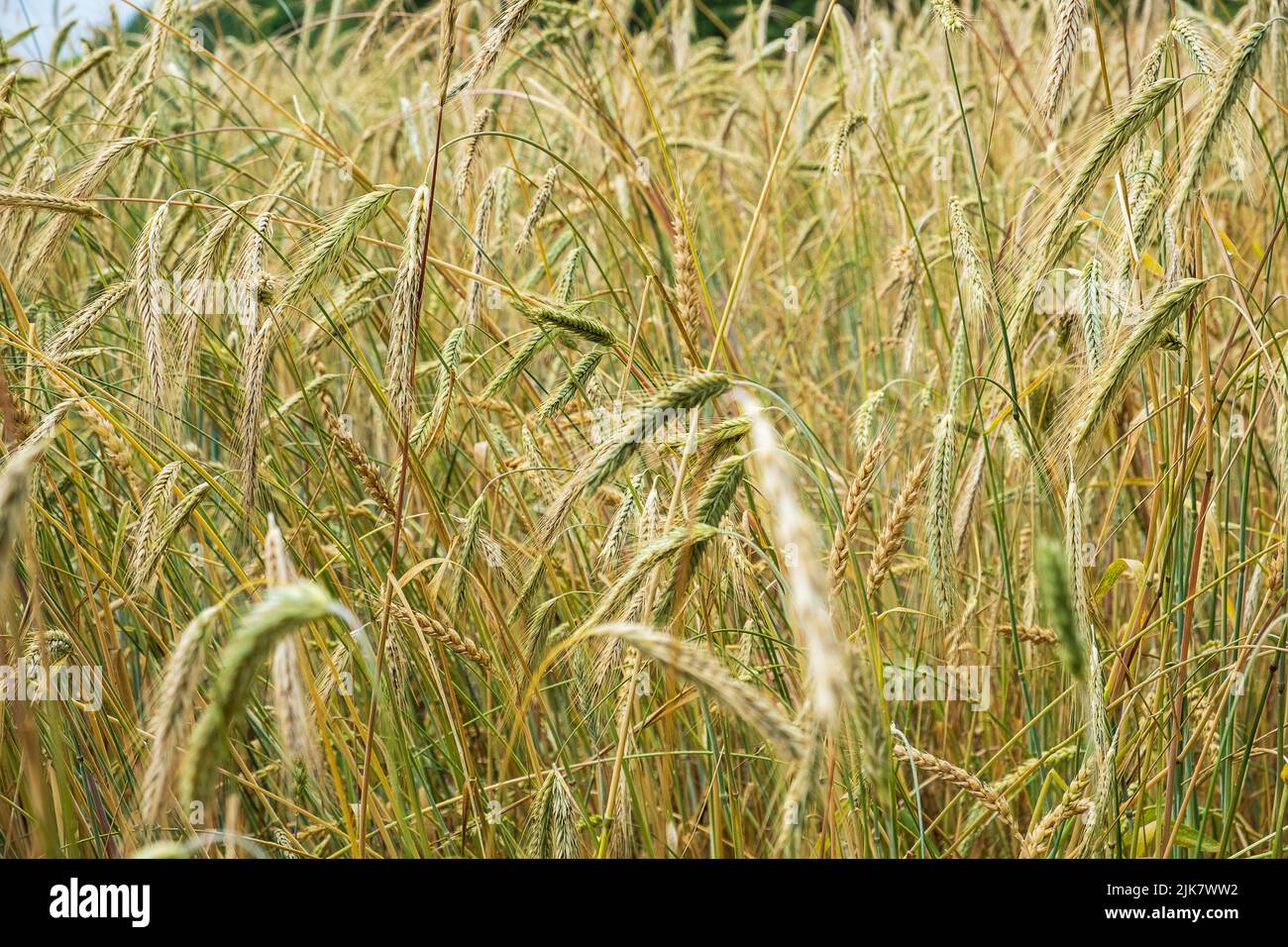 Madurando las orejas de trigo en un campo Foto de stock