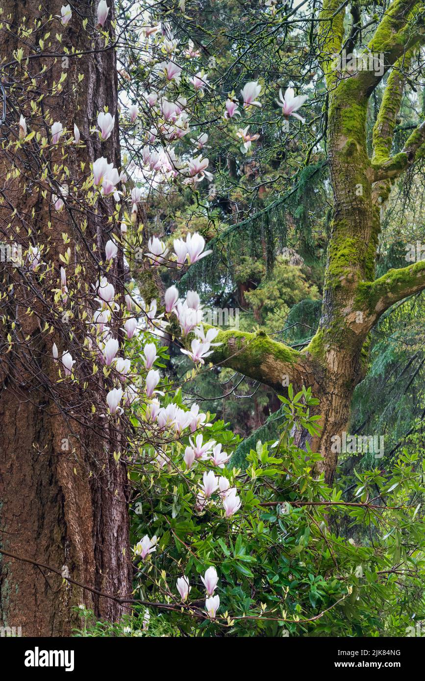 Flores de magnolia y grandes secoyas en el bosque de Stanley Park, Vancouver, British Columbia, Canadá. Foto de stock