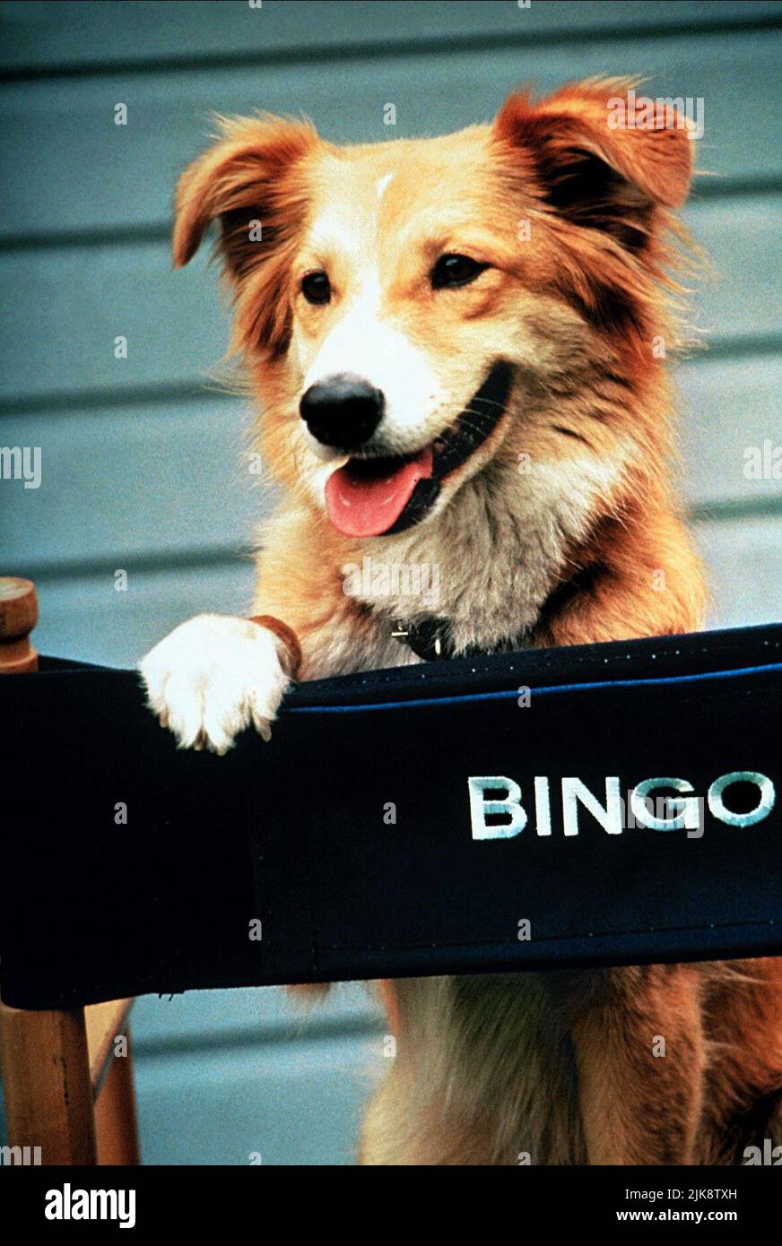 Dog bingo fotografías e imágenes de alta resolución - Alamy