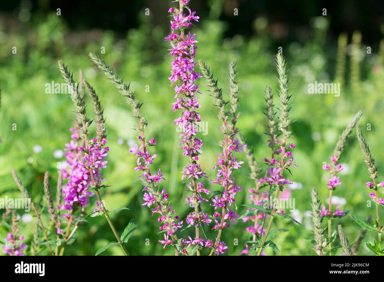 Lythrum salicaria, púrpura loosestrife flores púrpura primer plano enfoque selectivo Foto de stock