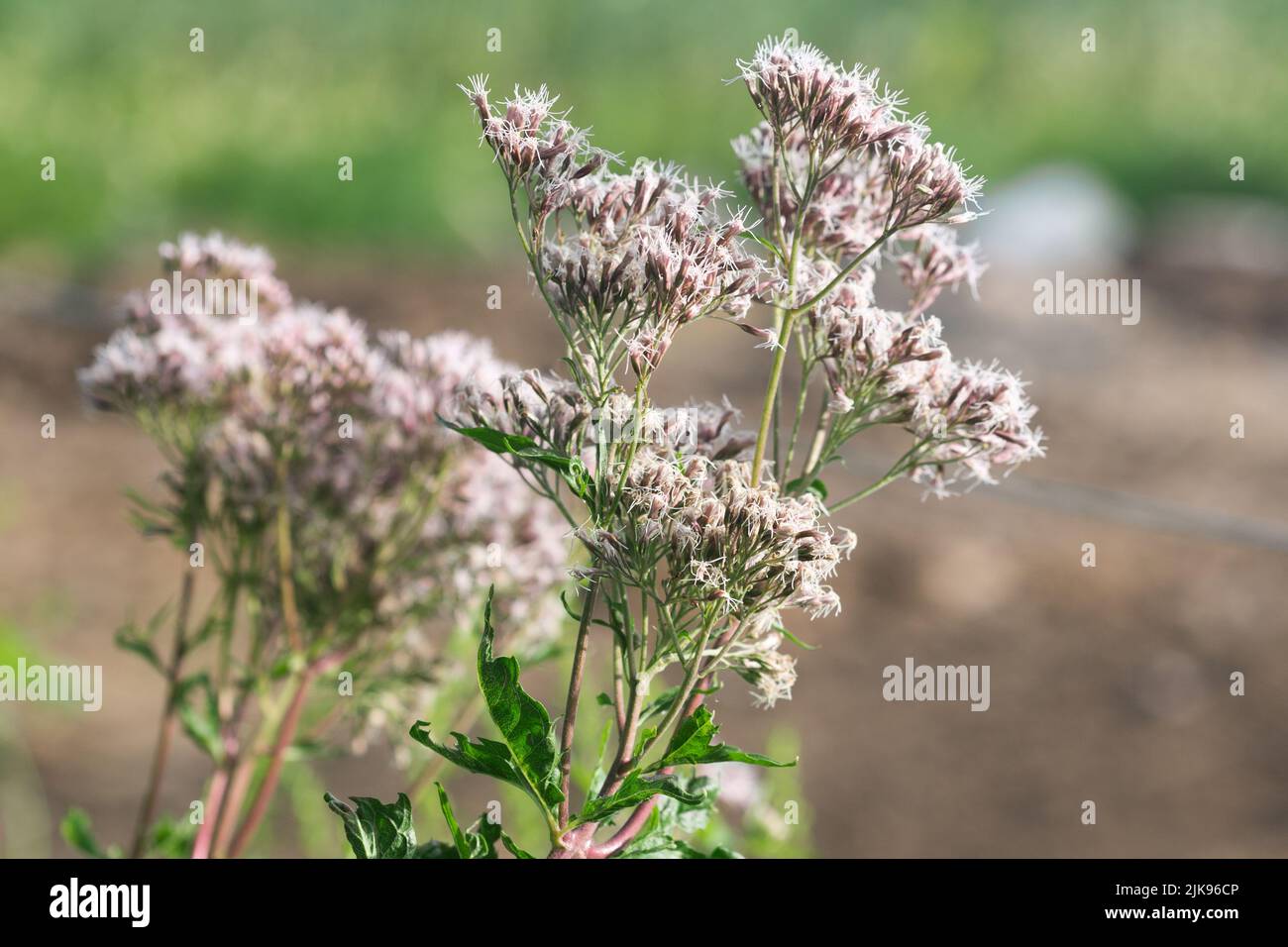 Eupatorium cannabinum, cáñamo-agrimonia verano flores primer plano enfoque selectivo Foto de stock