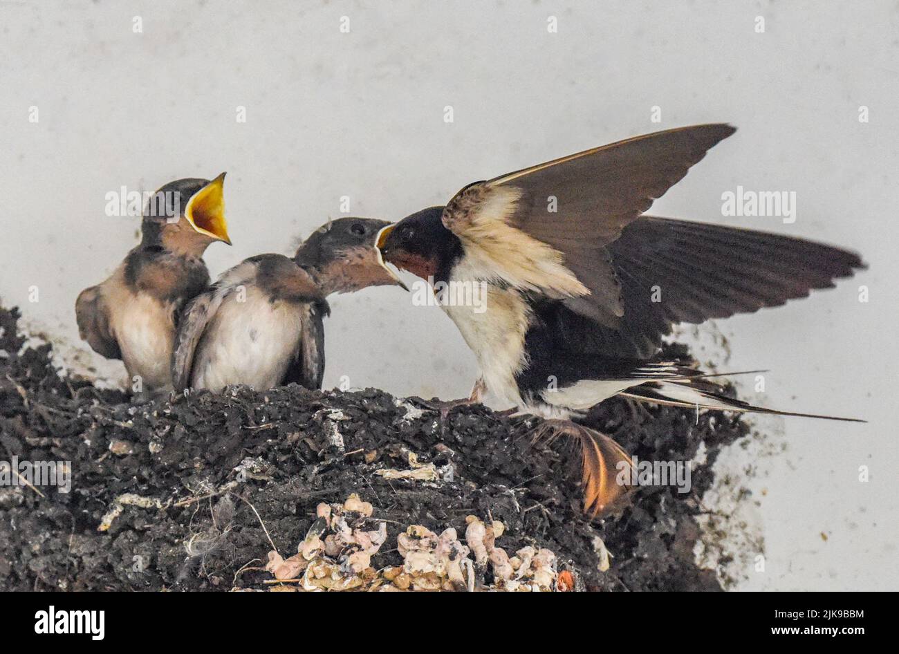 NANNING, CHINA - 31 DE JULIO de 2022 - Un par de golondrinas vienen y van  frecuentemente bajo un mismo techo para alimentarse de insectos y criar sus  polluelos en Nanning, Región