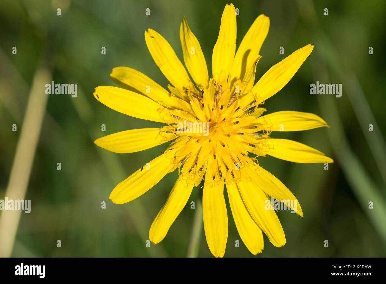 Tragopogon, la flor amarilla de la barba de dos días en la pradera closeup selctive focus Foto de stock