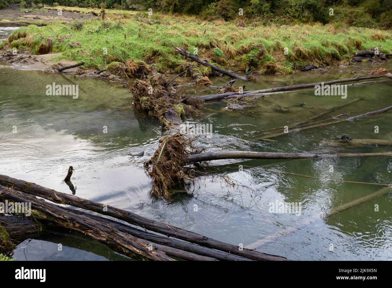 Las tormentas han arrastrado árboles por Six Mile Creek, que están tumbados en el agua Foto de stock