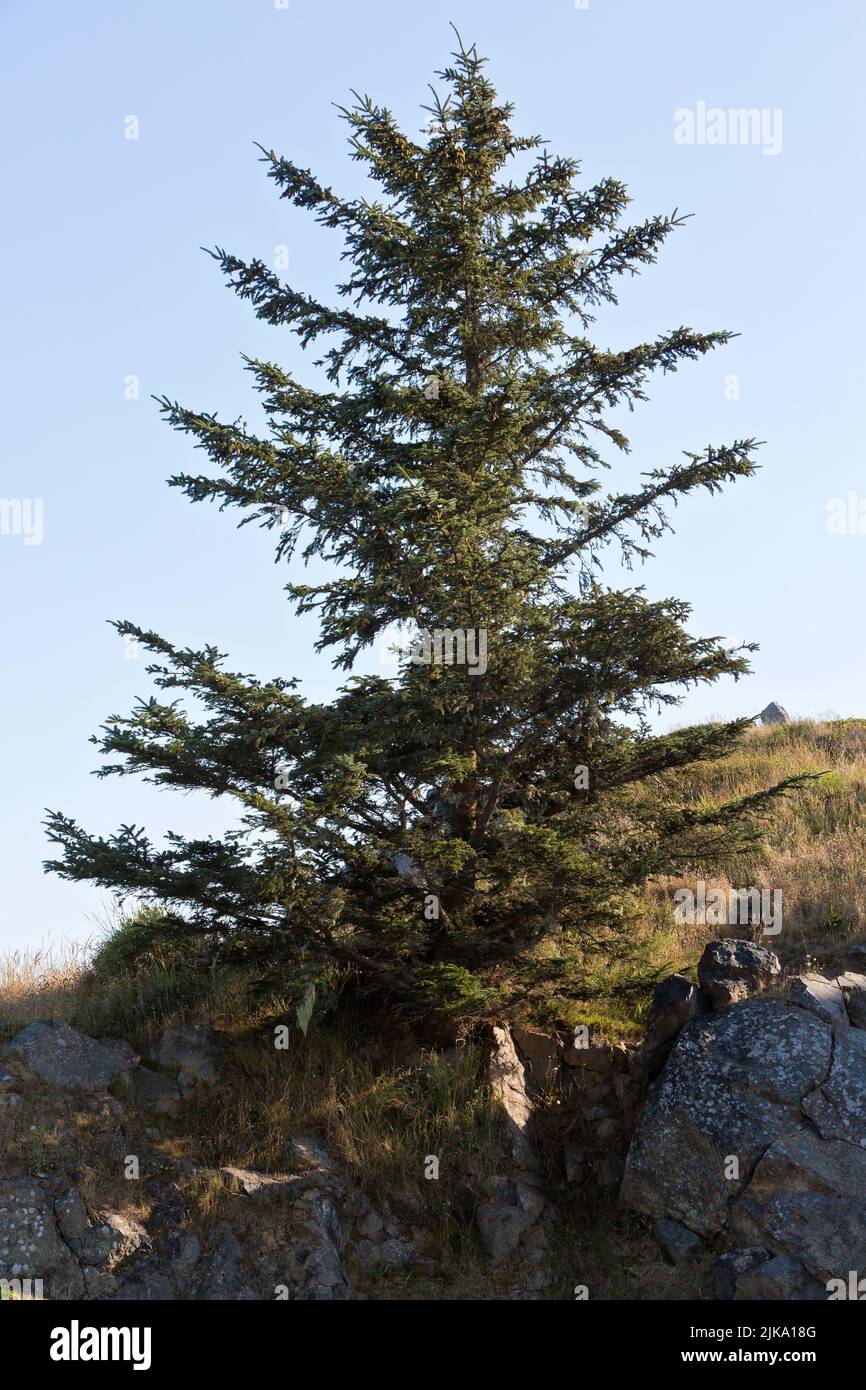 Abeto Sitka 'Picea sitchensis', rocas costeras, coníferas, árboles perennes. Foto de stock