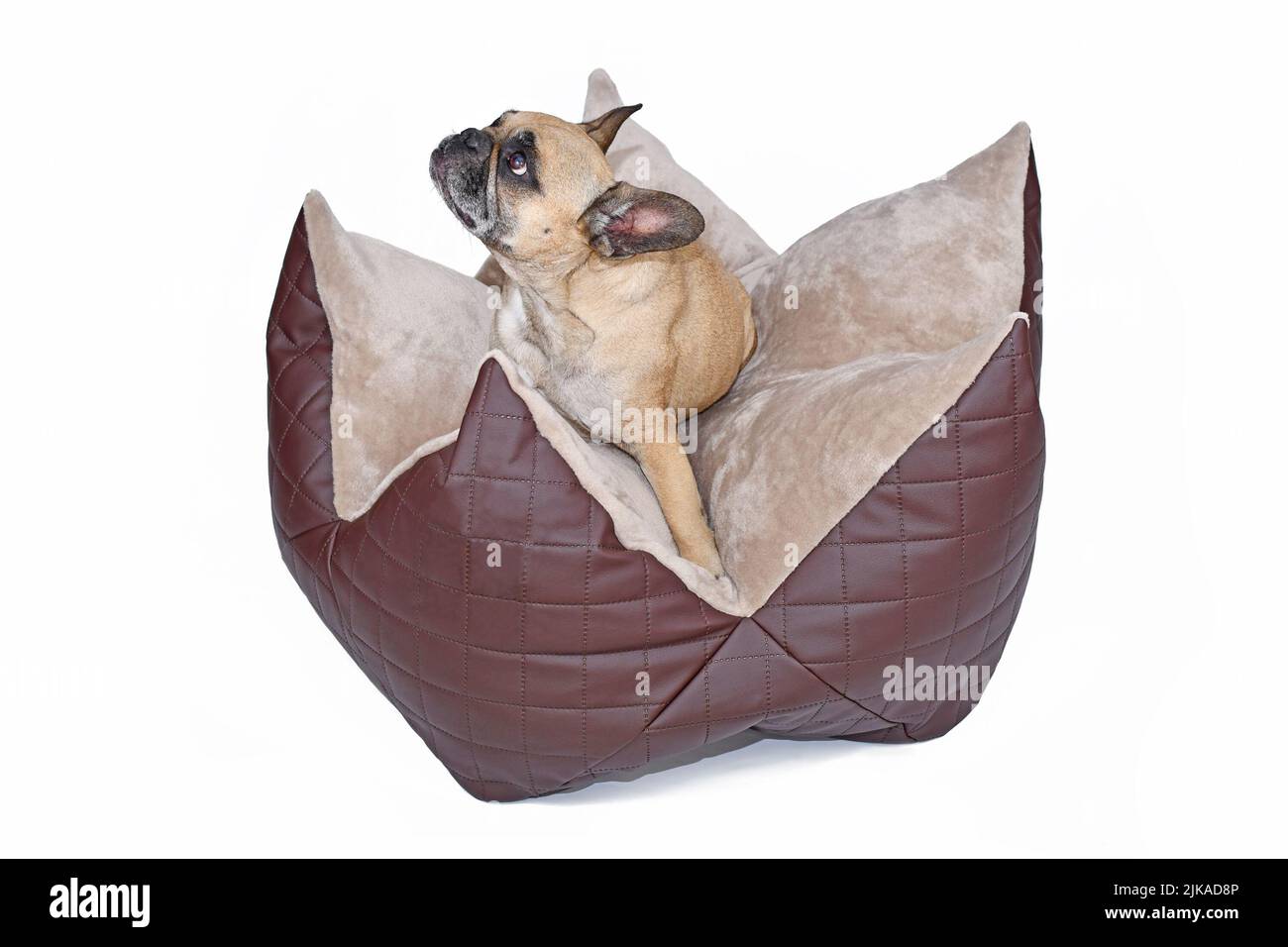 Bulldog francés sentado en forma de estrella almohada de perro sobre fondo blanco Foto de stock