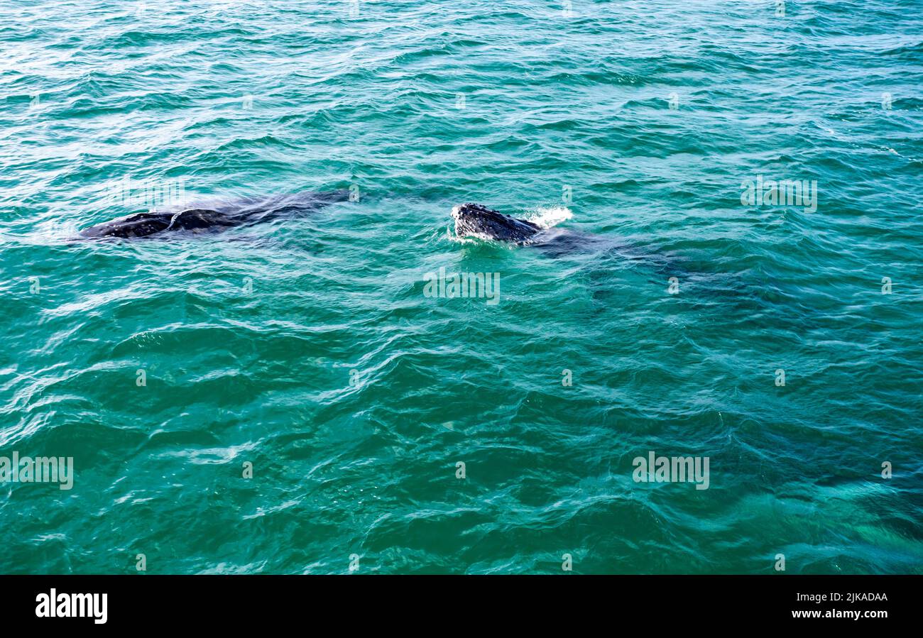Ballenas jorobadas juveniles y adultas nadando en la superficie durante la gran migración hacia el sur hacia la Antártida. Foto de stock