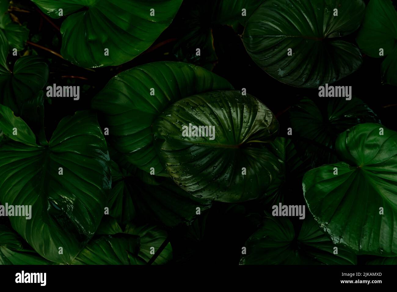 Primer plano de las hojas verdes de la planta tropical en el jardín. Hoja verde oscuro densa con textura de fondo de patrón de belleza. Hojas verdes húmedas después de la lluvia. Verde Foto de stock
