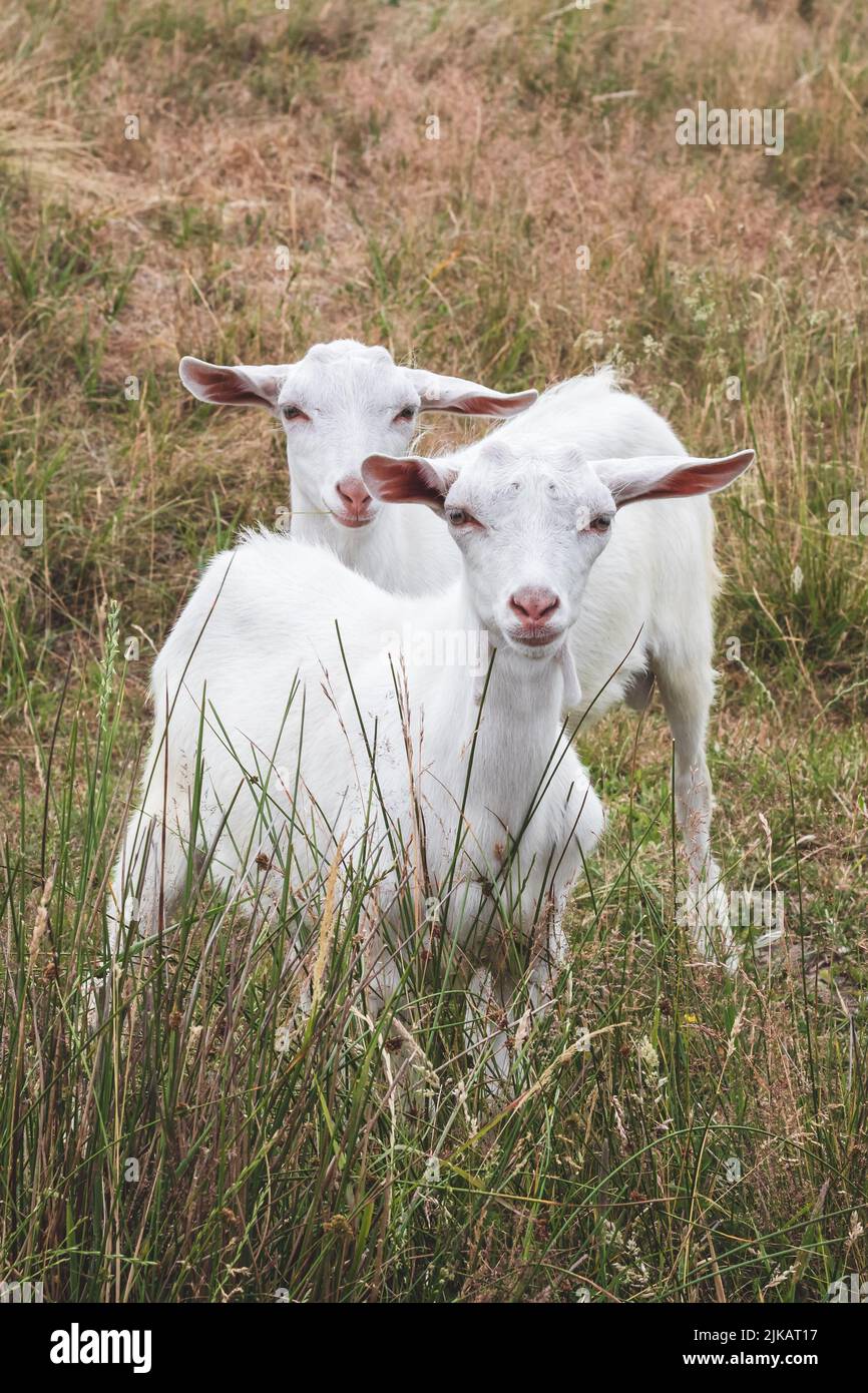 Un par de cabritos blancos de la cabra roza en una hierba marchita. Concepto agrícola. Pastos de verano. El pastoreo en la pradera. Retrato de una pequeña cabra. Ganado Foto de stock