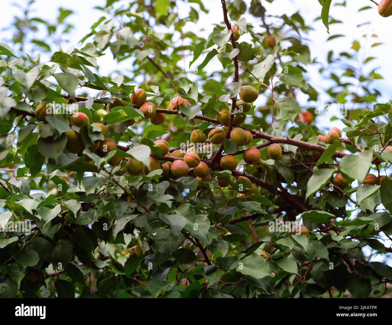Albaricoques orgánicos que crecen en ramas de un árbol. Foto de stock