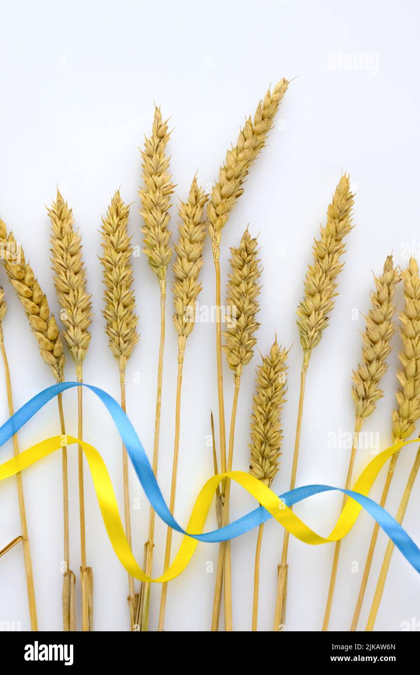 Espigas y cintas de trigo en colores de bandera ucraniana sobre fondo claro. Concepto de escasez mundial de alimentos debido a la guerra en Ucrania Foto de stock