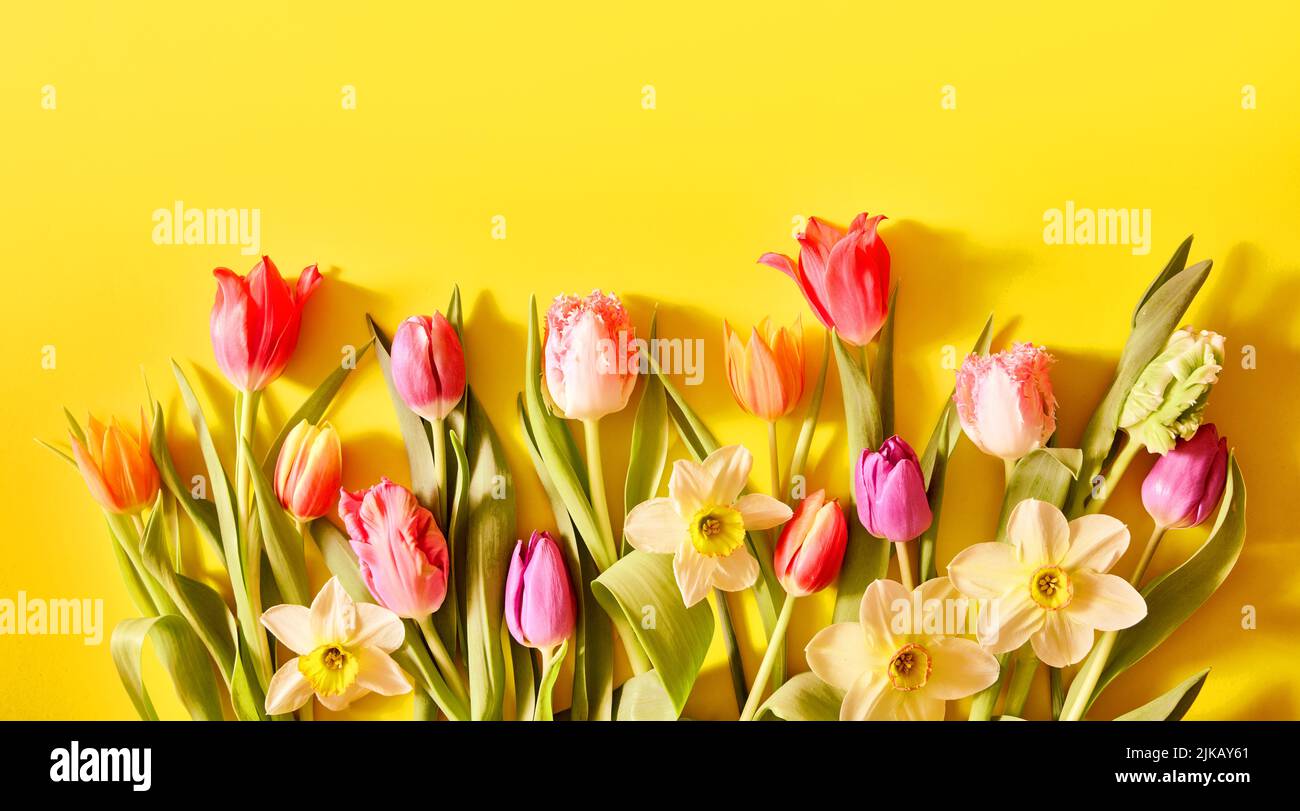Ramo de tulipanes de colores con pétalos multicolores y narcisos colocados sobre fondo amarillo durante el evento festivo en el estudio con luz solar Foto de stock