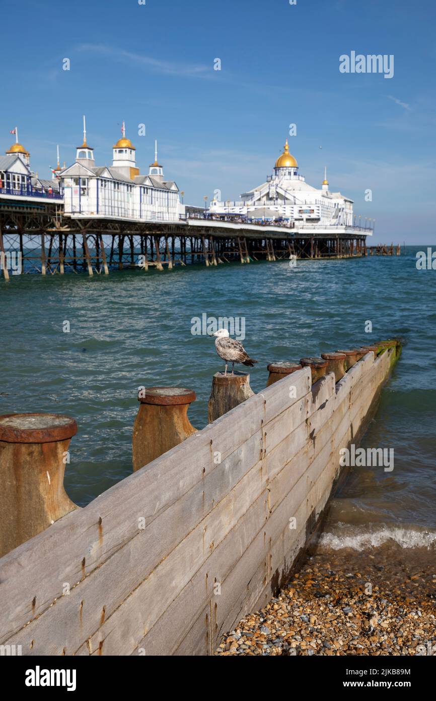 Seagull sentado en grooyne con Eastbourne Pier detrás, Eastbourne, East Sussex, Inglaterra, Reino Unido, Europa Foto de stock