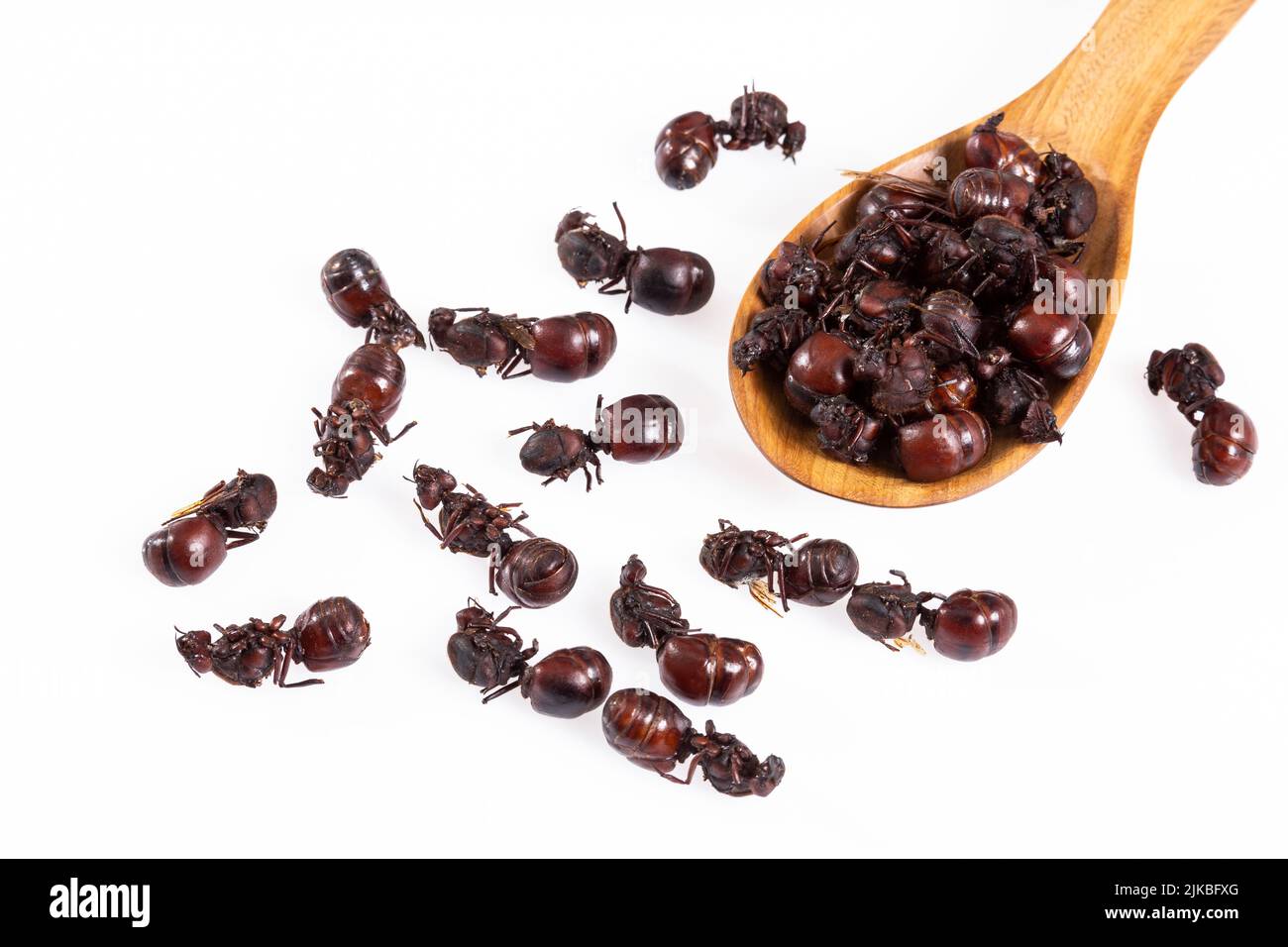 Hormigas culonas Gastronomía Típica de Santander Colombia; Foto de