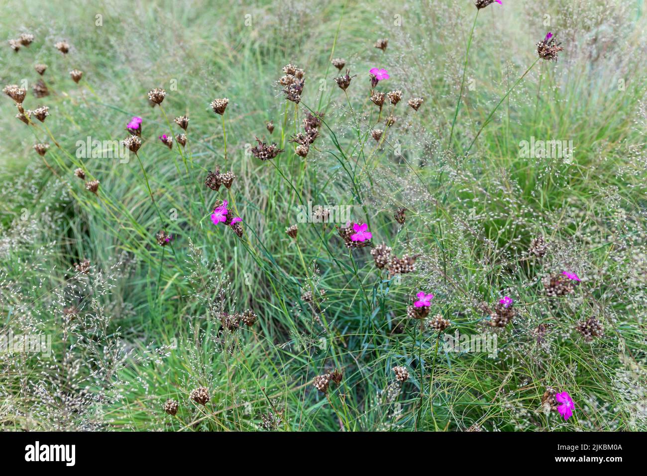 Dianthus carthusianorum (rosa alemán) entre céspedes Foto de stock