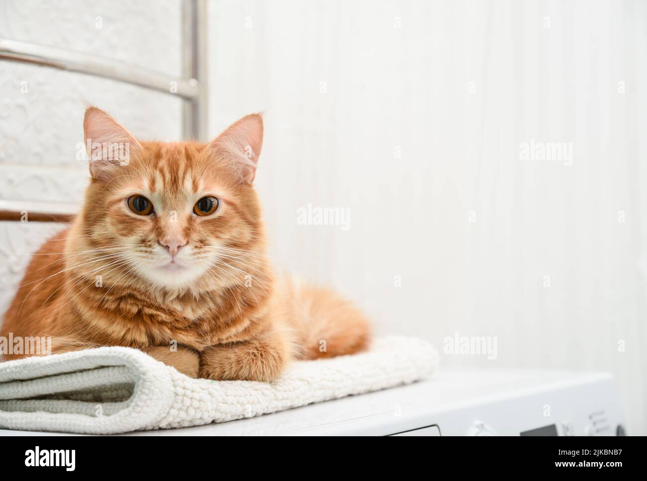 Baño de gatos fotografías e imágenes de alta resolución - Página 2 - Alamy