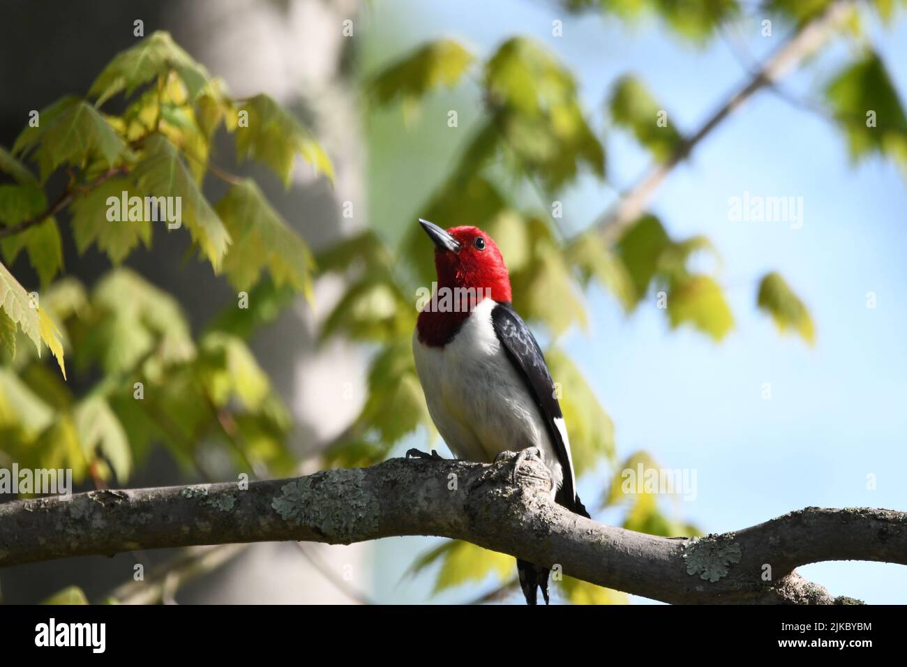Un primer plano de un pájaro carpintero de cabeza roja (Melanerpes erythrocephalus) encaramado en la rama del árbol Foto de stock