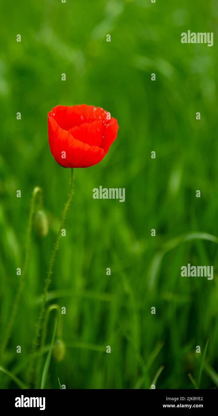 Fondo de pantalla verde amarillo fotografías e imágenes de alta resolución  - Alamy
