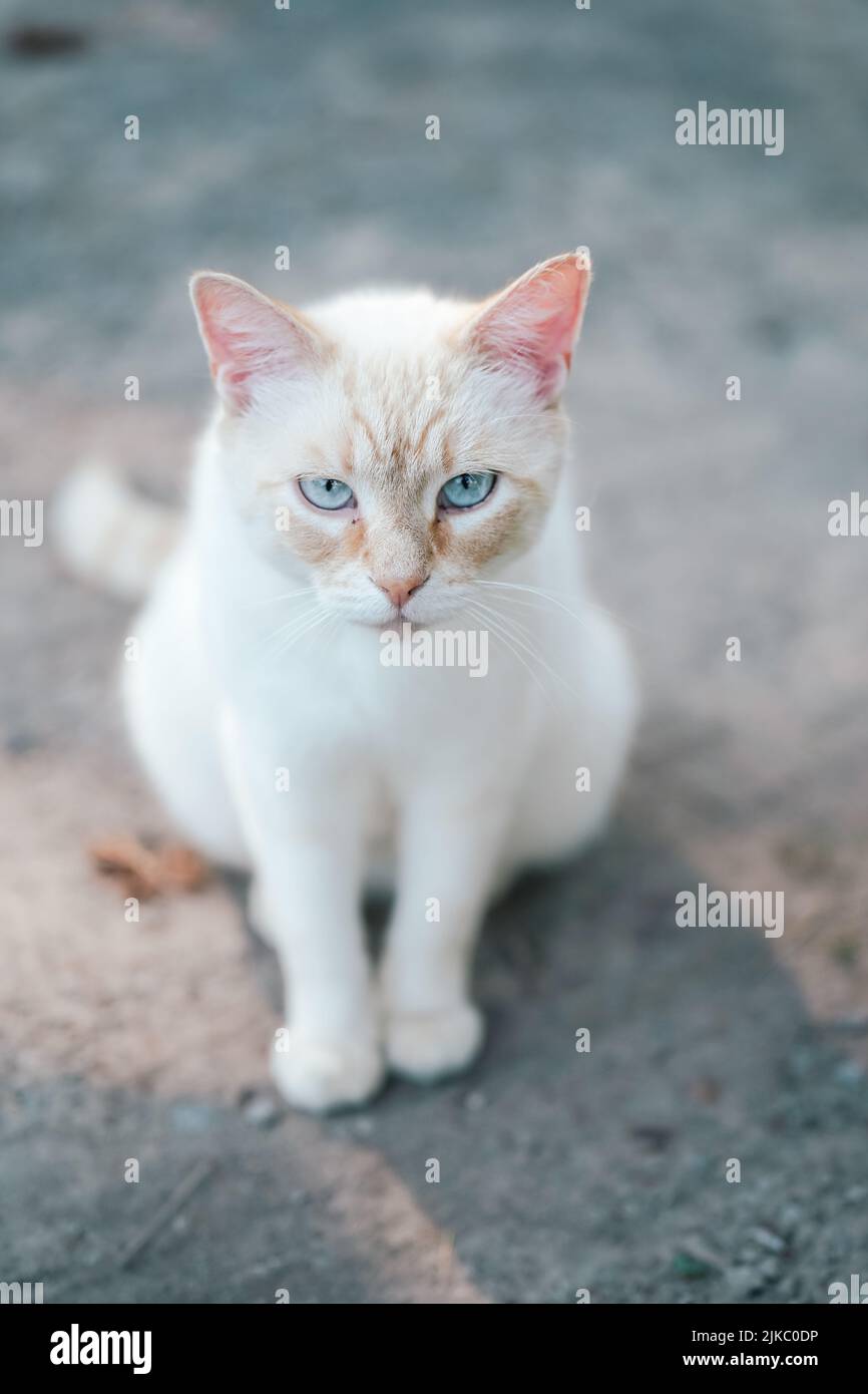 gato blanco mirando hacia la cámara Foto de stock