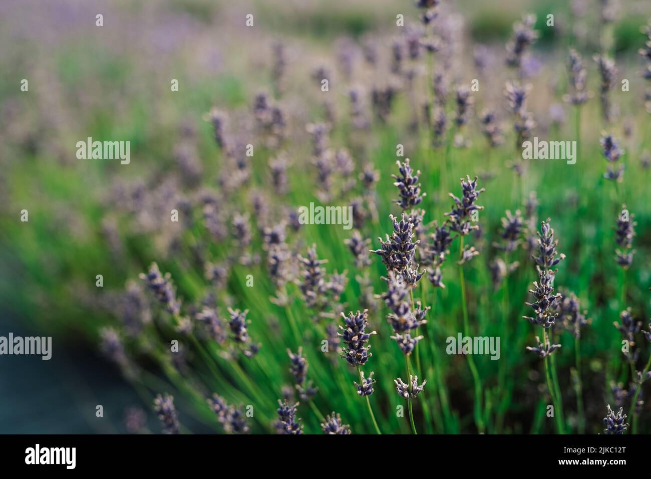 Flores de lavanda púrpura Foto de stock