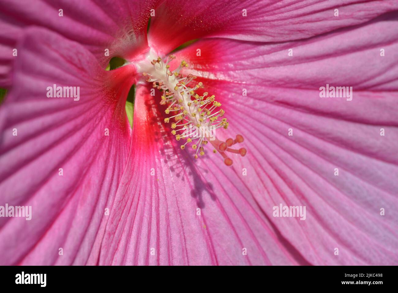 Macro de malva rosa (Hibiscus moscheutos) con flores grandes Foto de stock
