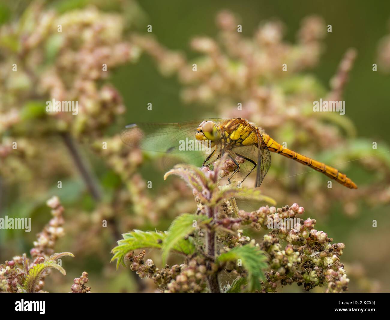 Femenino de libélula común de Darter también conocida como Sympetrum striolatum, perfil, descansando sobre la ortiga. Foto de stock
