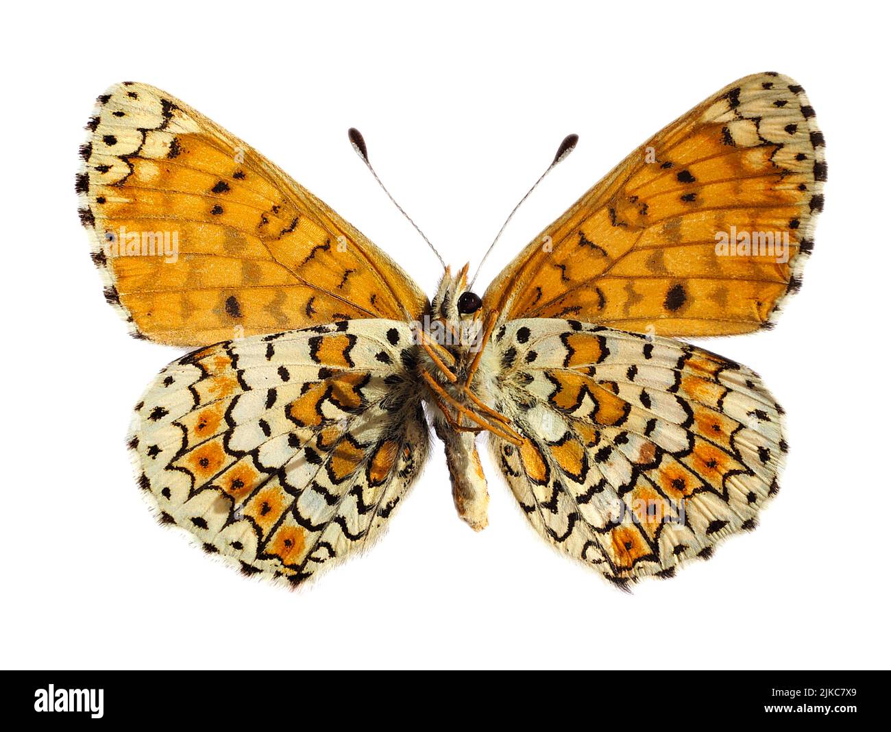 Melitaea cinxia es una mariposa de la familia Nymphalidae, vista desde abajo y aislada sobre fondo blanco. Foto de stock