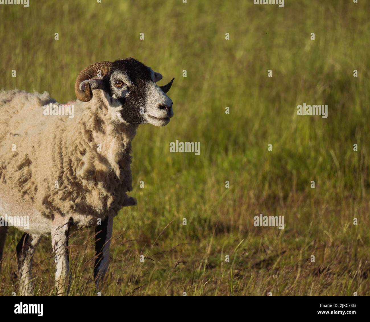 Un primer plano de una oveja Swaledale con cuernos rizos parados en un campo Foto de stock