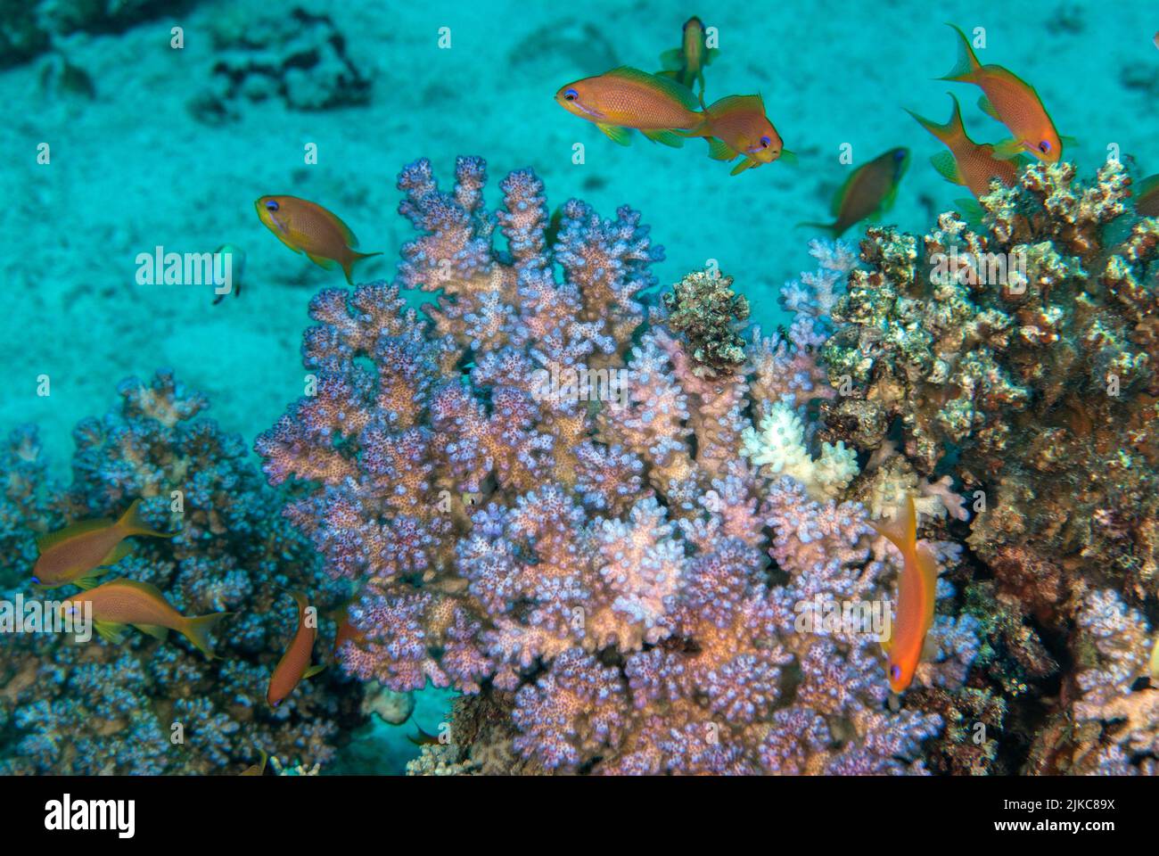 Coral pedregoso, Acropora cerealis, Acropoiridae, Sharm el Sheikh, Mar Rojo, Egipto Foto de stock