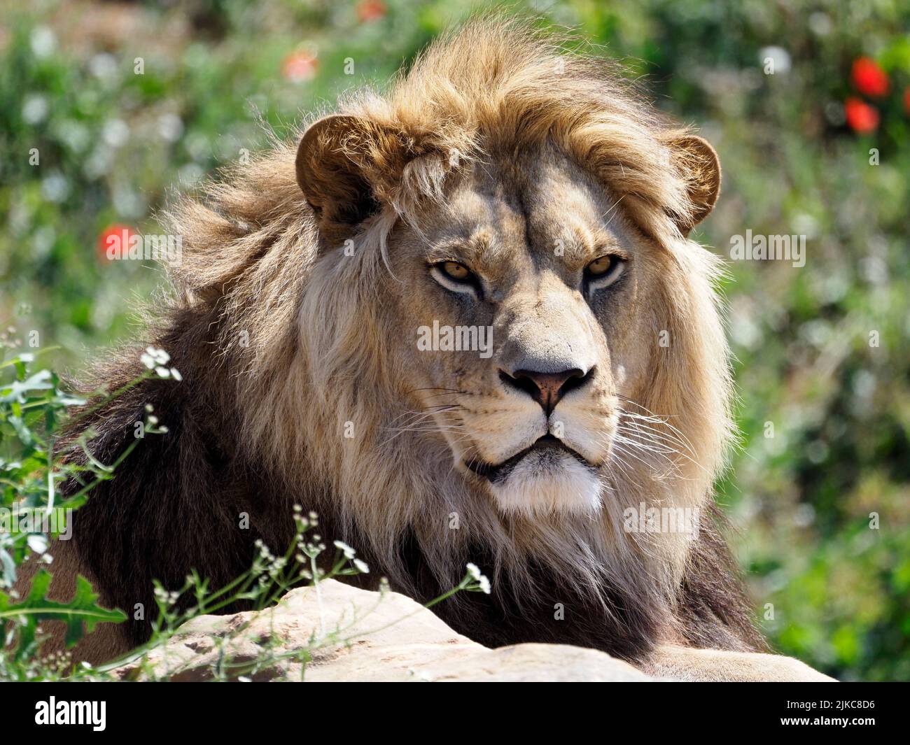 Retrato del león (Panthera leo) visto desde el frente Foto de stock