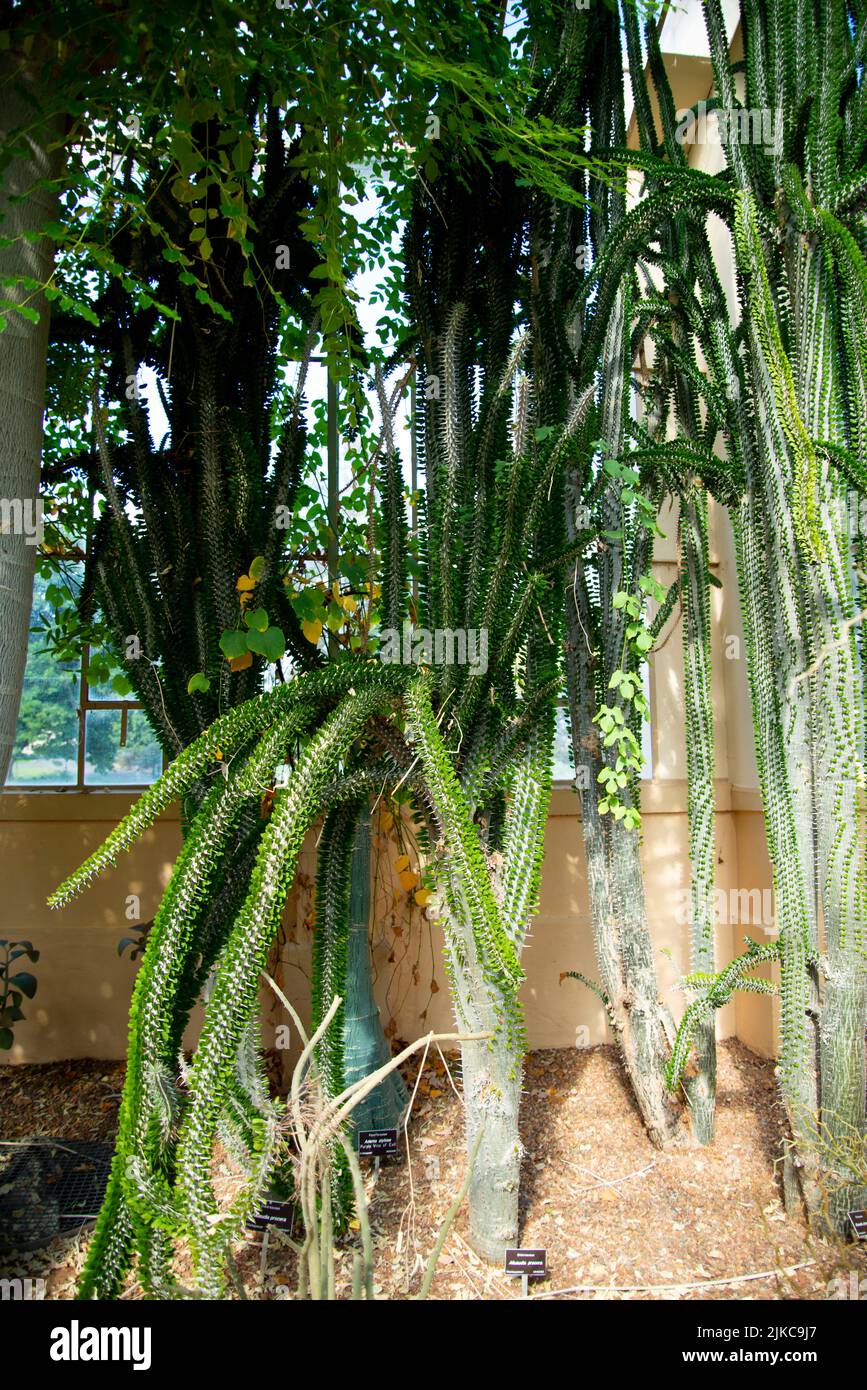 Planta de Alluaudia Procera en invernadero Foto de stock