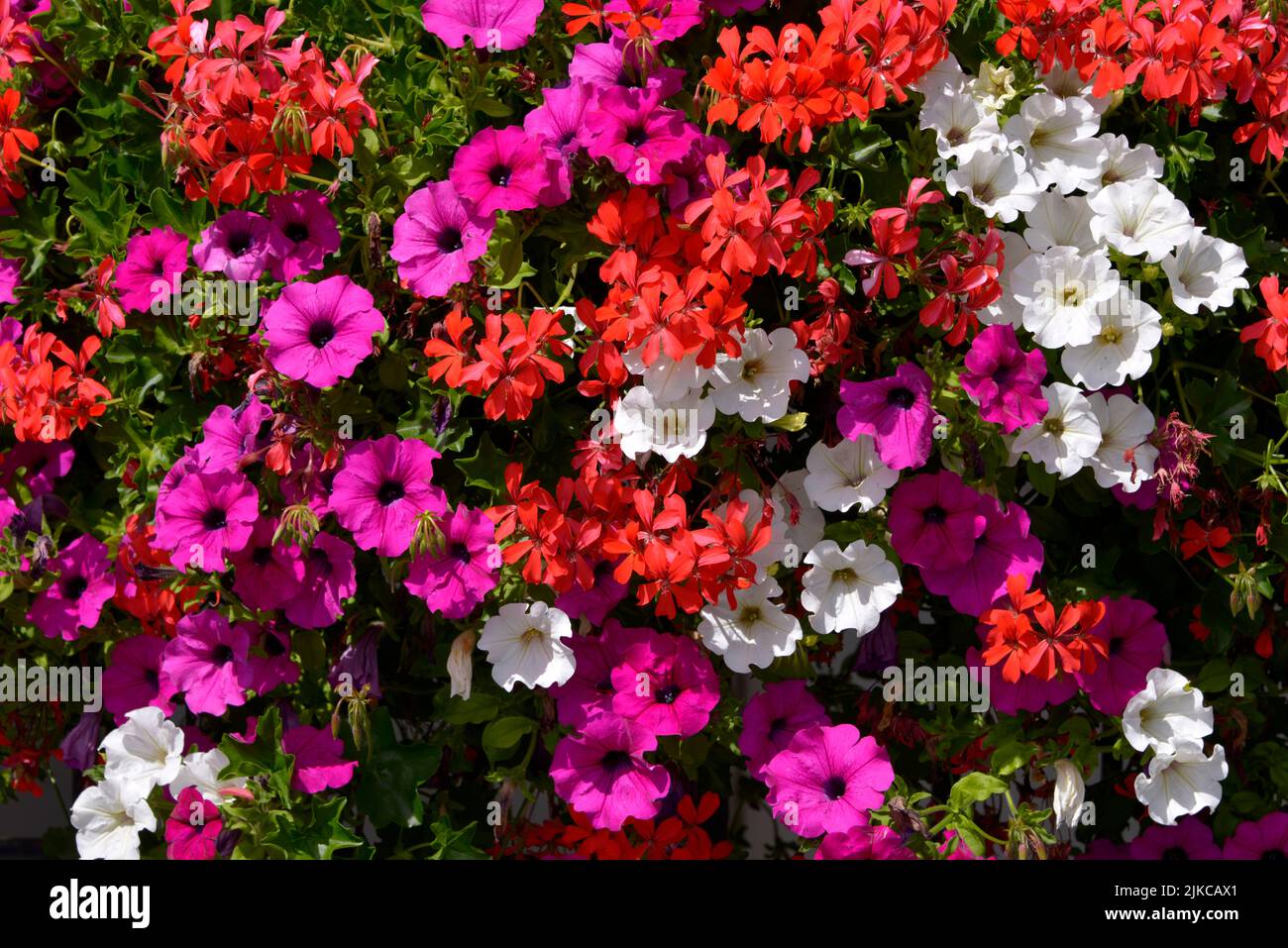 Flores de petunia blanca y geranios rojos con hierba de pelo Foto de stock