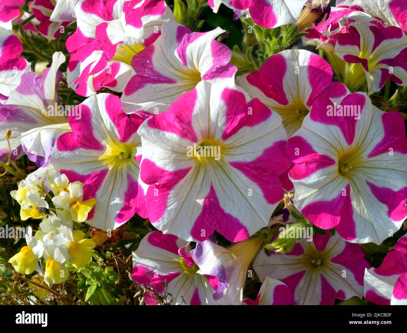 Fondo de flores de petunias rojas y blancas en el jardín Foto de stock