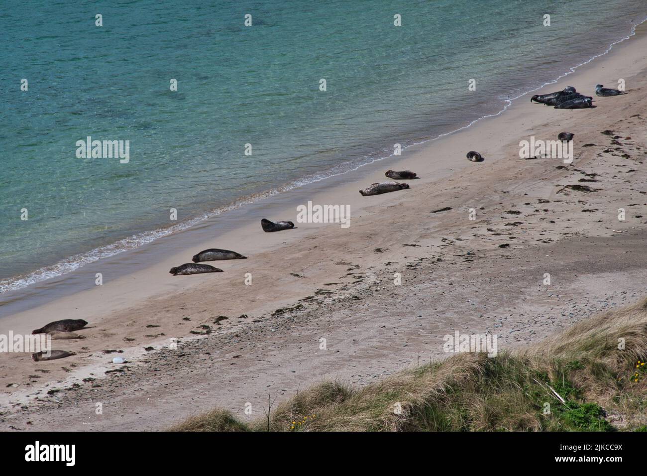 Muchas focas en una remota playa de arena en la Bahía de Scousburgh en el sur de Shetland, Reino Unido. Tomada en primavera. Foto de stock