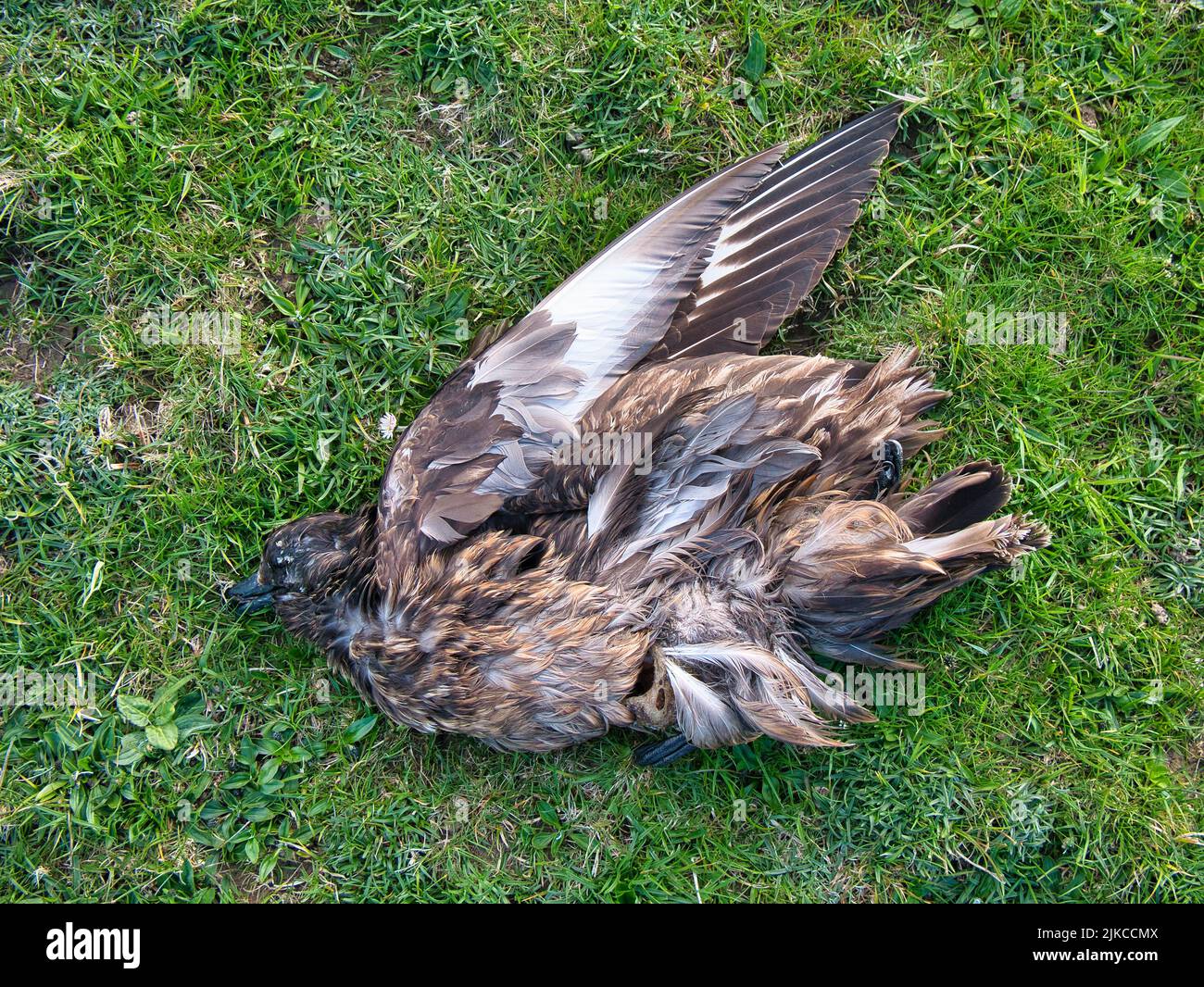 Un gran skua muerto, también conocido como bonxie, en un campo en el sur de Shetland, Reino Unido. Foto de stock