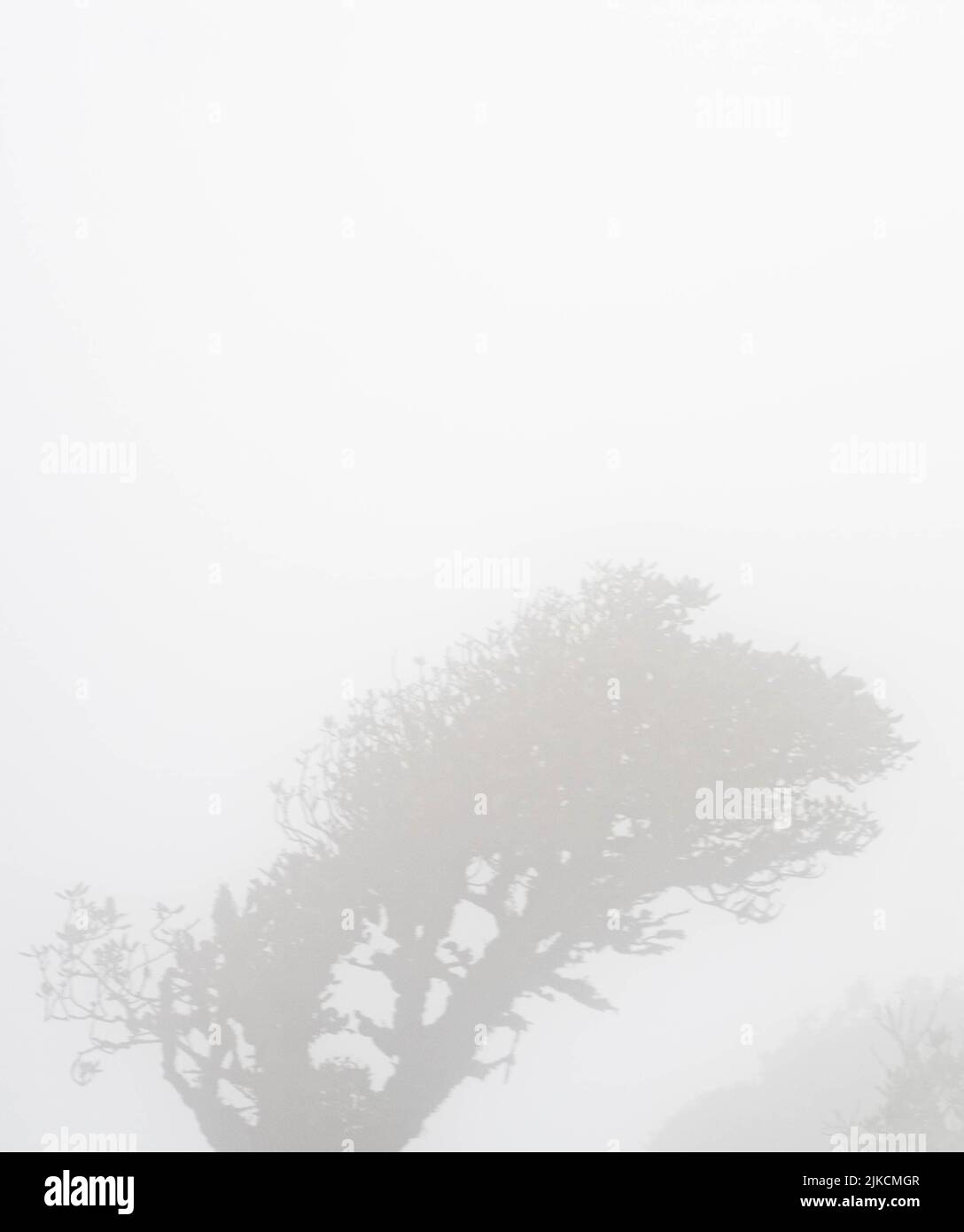 árbol cubierto de niebla en bosque nublado Foto de stock