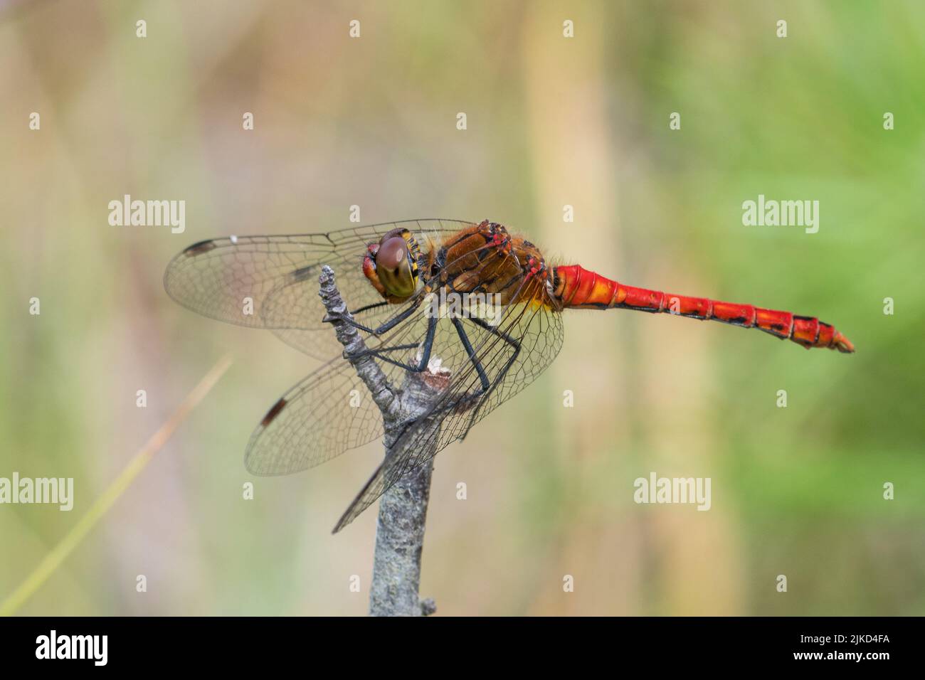 Ruddy darter libélula (Sympetrum sanguineum), Inglaterra, Reino Unido Foto de stock