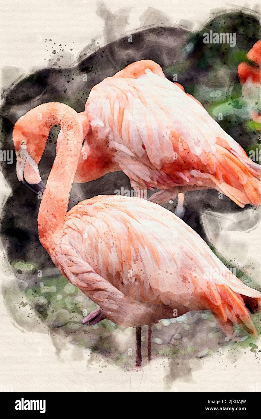 Acuarela de aves de Flamingo wilde en la naturaleza Foto de stock