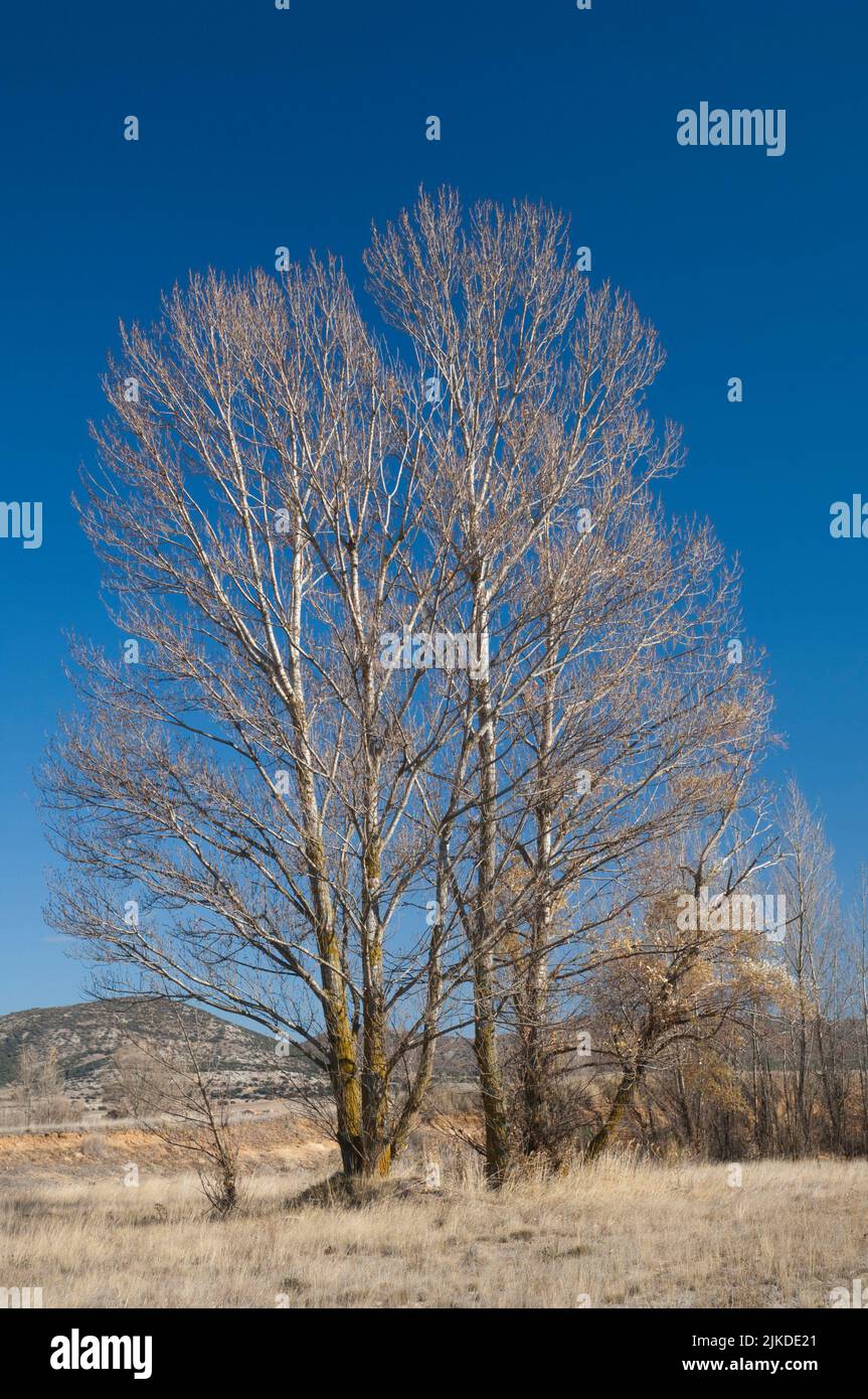 Arbol por laguna fotografías e imágenes de alta resolución - Alamy