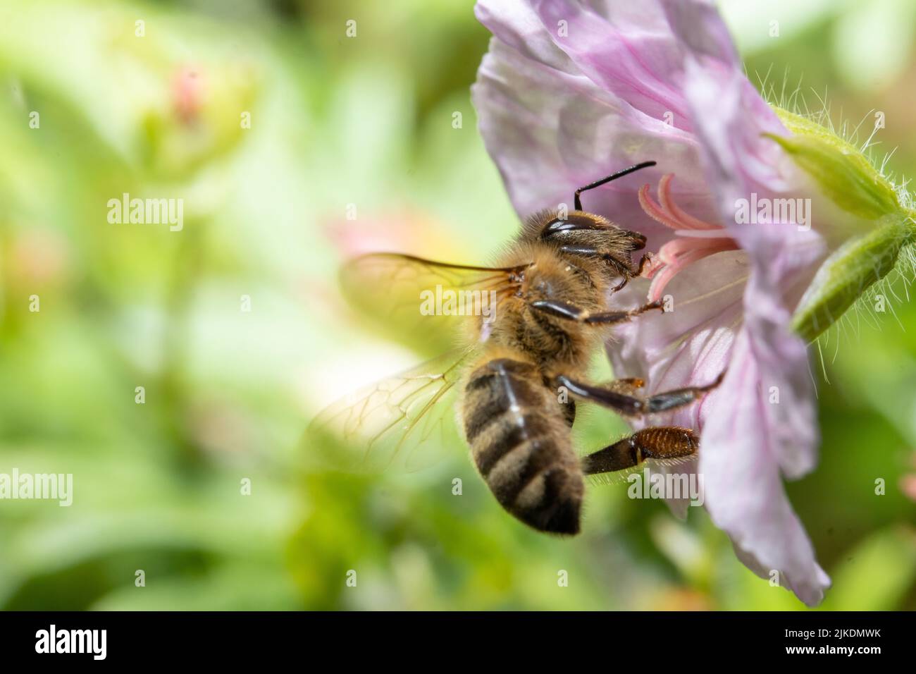 La abeja poliniza una flor, vista macro. Foto de stock