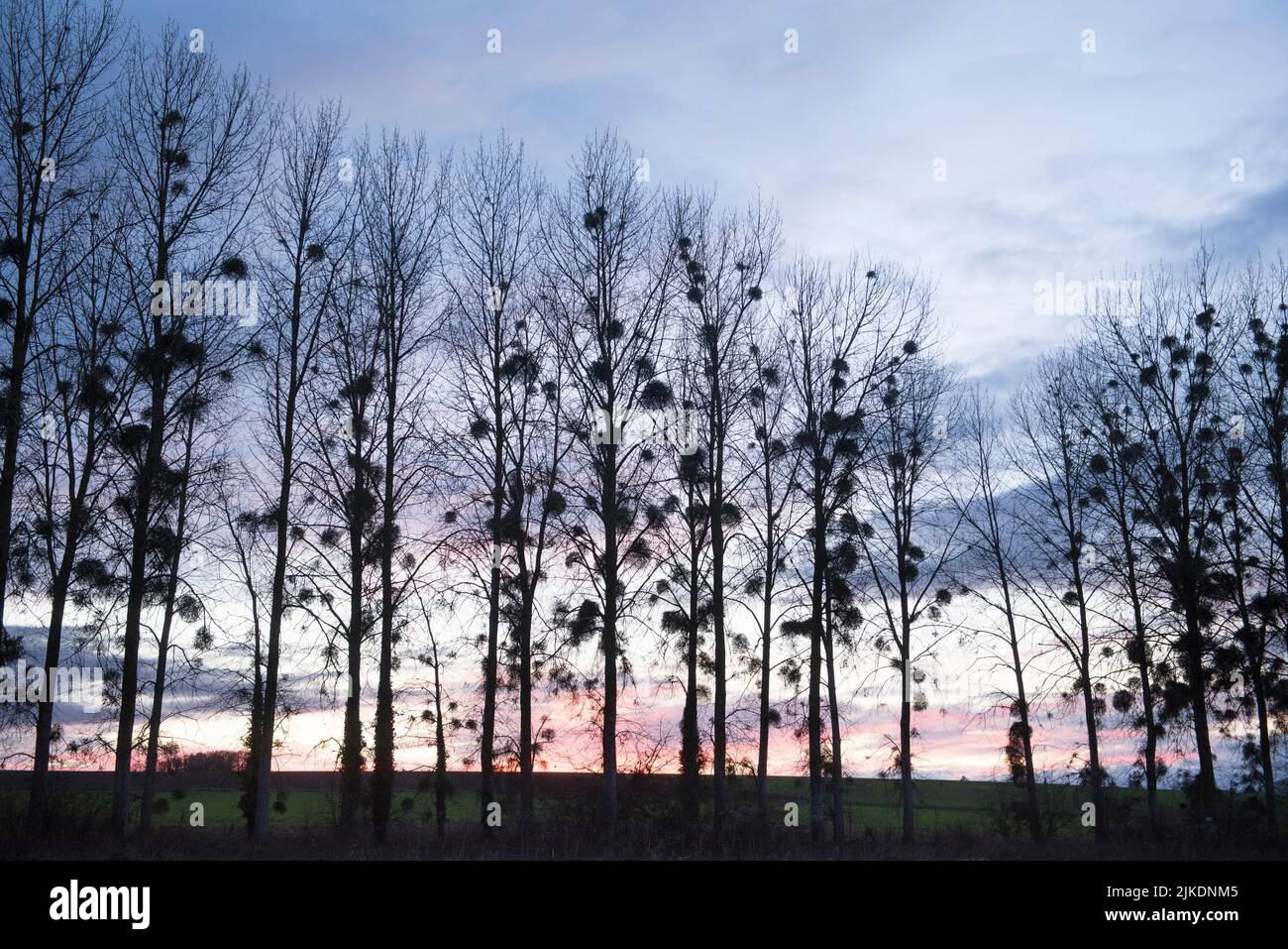 Hedge de álamos invadidos por muérdago (Viscum álbum), departamento de Eure-et-Loir, región Centro-Val-de-Loire, Francia, Europa. Foto de stock