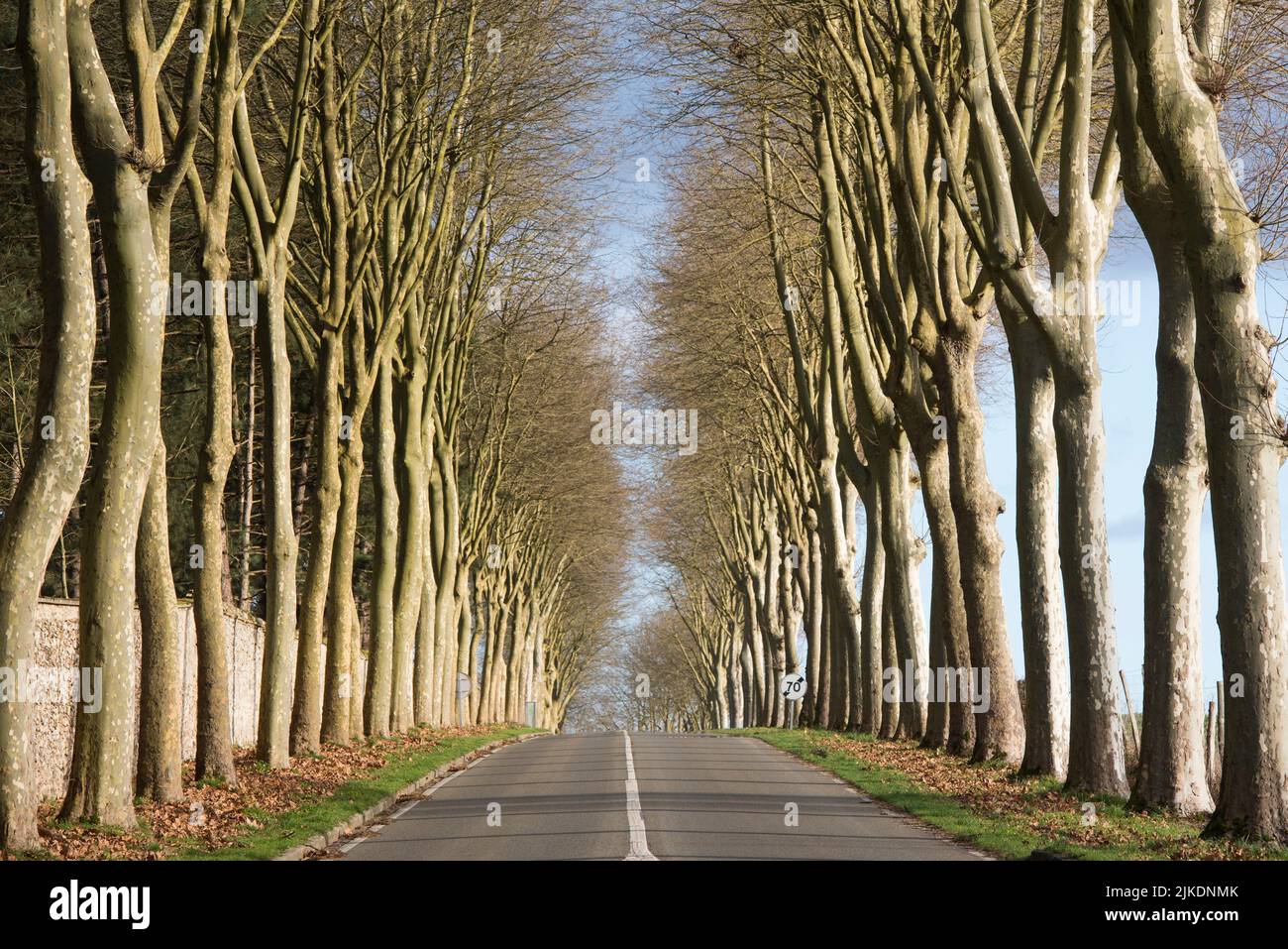 Carretera departamental bordeada de plátanos, departamento de Yvelines, región de Ile-de-France, Francia, Europa. Foto de stock