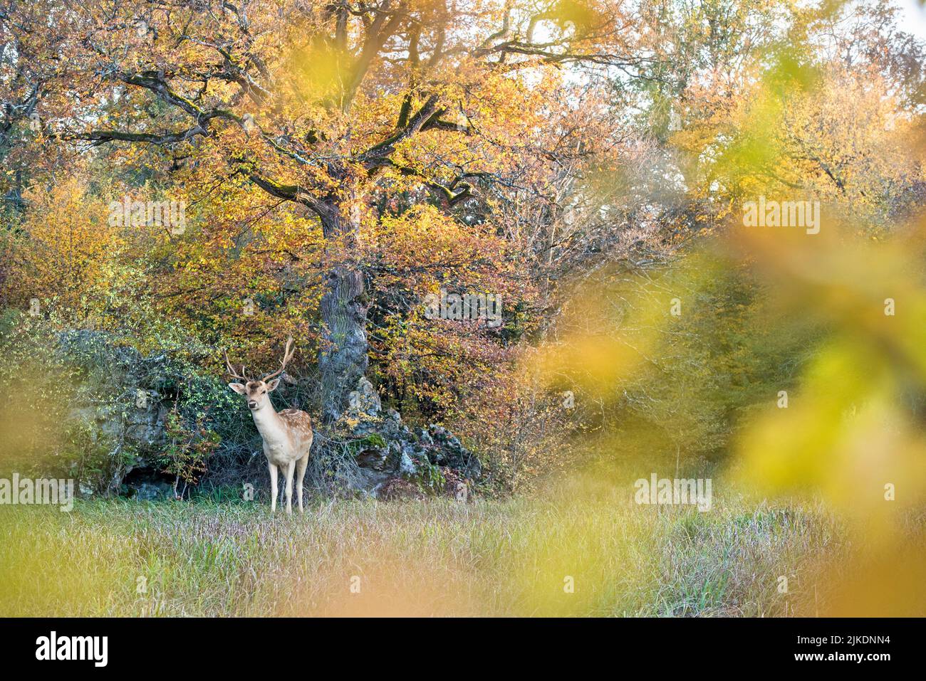 Ciervo malvado, Parque del Castillo de Nogent-le-Roi, departamento de Eure y Loir, región de Centre-Val-de-Loire, Francia, Europa. Foto de stock