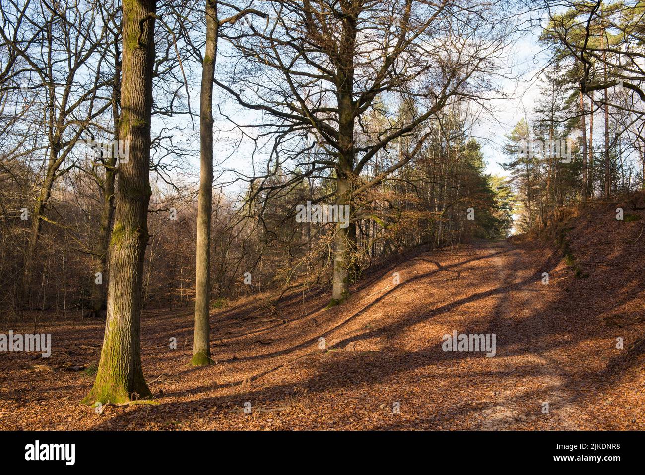Camino en el sotobosque de robles y hayas, Selva de Rambouillet, Parque Natural Regional Haute Vallée de Chevreuse, departamento de Yvelines, Foto de stock