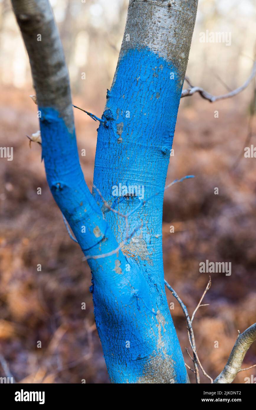 Marcado azul sobre una haya joven para delinear una zona de corte, Bosque de Rambouillet, Parque Natural Regional Haute Vallee de Chevreuse, Yvelines Foto de stock