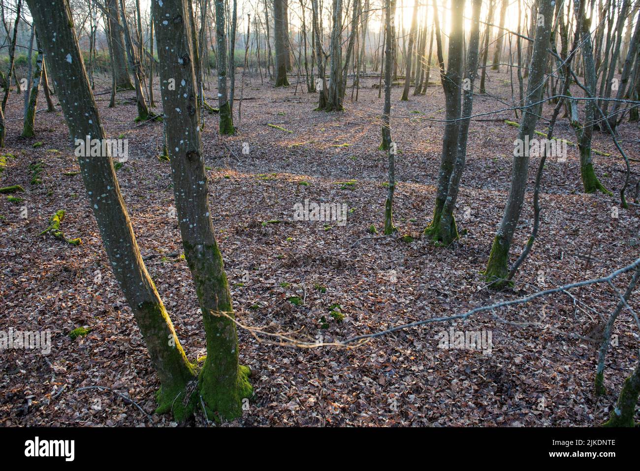 Bosque de carpe en la Selva de Rambouillet, Parque Natural Regional de Haute Vallée de Chevreuse, departamento de Yvelines, región de Isla de Francia, Francia, Foto de stock
